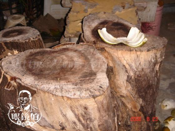 老文旦的樹幹是非常粗壯的,遮棵被鋸掉的文旦樹應有50~60年,大部分的文旦樹書跟細小,只約十數年,就號稱是老欉文旦了